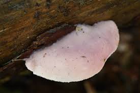 Attēlu rezultāti vaicājumam “Leptoporus mollis”