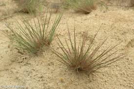 Attēlu rezultāti vaicājumam “Corynephorus canescens fruit”