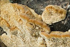 Attēlu rezultāti vaicājumam “Antrodia”