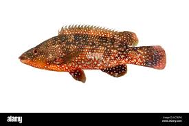 Image result for Labrus bergylta