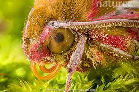 Attēlu rezultāti vaicājumam “Deilephila elpenor”