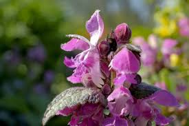 Attēlu rezultāti vaicājumam “Lamium purpureum leaf”