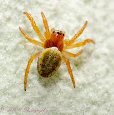 Attēlu rezultāti vaicājumam “Araniella male”