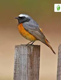 Attēlu rezultāti vaicājumam “Phoenicurus phoenicurus”