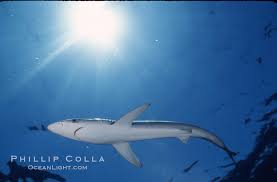 Image result for Prionace glauca