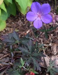 Image result for Geranium `Purple Haze`