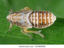 Attēlu rezultāti vaicājumam “Macrosteles nymph”