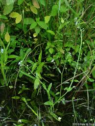 Attēlu rezultāti vaicājumam “Myosotis laxa subsp. baltica leaf”