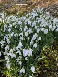 Attēlu rezultāti vaicājumam “Galanthus nivalis”