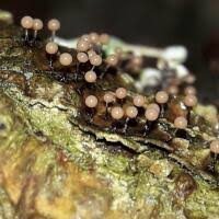 Attēlu rezultāti vaicājumam “Didymium spongiosum”