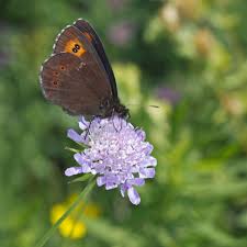 Attēlu rezultāti vaicājumam “Erebia ligea”