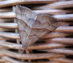 Attēlu rezultāti vaicājumam “Hadula trifolii larva”