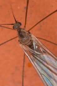 Attēlu rezultāti vaicājumam “Trichocera”