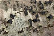 Attēlu rezultāti vaicājumam “Anthostoma decipiens”