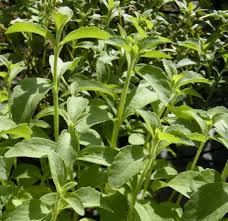 Image result for Stevia rebaudiana