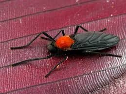 Attēlu rezultāti vaicājumam “Bibionidae”