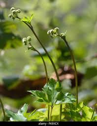 Attēlu rezultāti vaicājumam “Sanicula europaea flower”