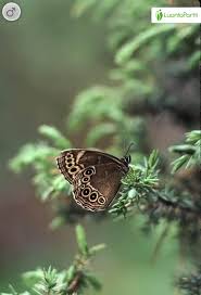 Attēlu rezultāti vaicājumam “Lopinga achine upperside”