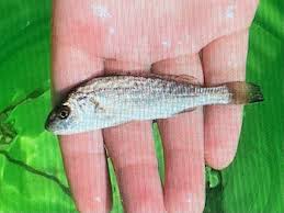 Image result for Umbrina cirrosa