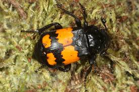 Attēlu rezultāti vaicājumam “Nicrophorus investigator imago”