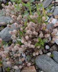 Attēlu rezultāti vaicājumam “Trifolium arvense flower”