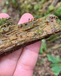 Attēlu rezultāti vaicājumam “Hemitrichia decipiens young”