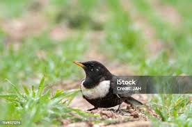 Image result for Turdus torquatus