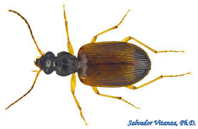 Attēlu rezultāti vaicājumam “Carabidae”