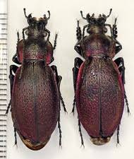 Attēlu rezultāti vaicājumam “Carabus clathratus”