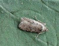 Attēlu rezultāti vaicājumam “Agonopterix ciliella imago”