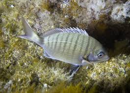 Image result for Diplodus sargus