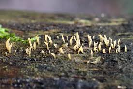 Attēlu rezultāti vaicājumam “Cribraria piriformis stalked”