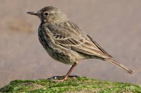 Image result for Anthus petrosus
