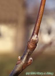 Attēlu rezultāti vaicājumam “Aesculus flava bud”