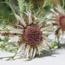 Image result for Silberdistel