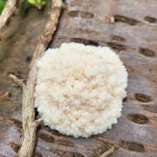 Attēlu rezultāti vaicājumam “Brefeldia maxima spores”