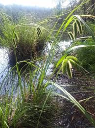 Attēlu rezultāti vaicājumam “Carex pseudocyperus”