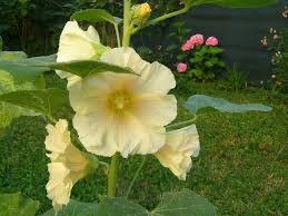 Image result for Alcea rugosa