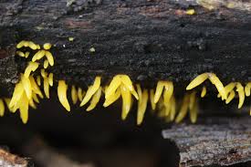 Attēlu rezultāti vaicājumam “Calocera cornea”