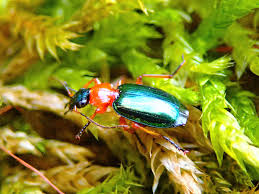 Attēlu rezultāti vaicājumam “Lebia chlorocephala”