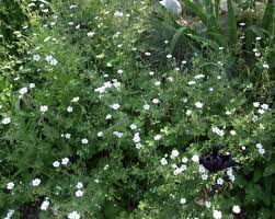 Attēlu rezultāti vaicājumam “Geranium pyrenaicum flower”