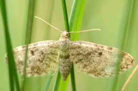 Attēlu rezultāti vaicājumam “Eupithecia tantillaria”