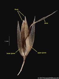 Attēlu rezultāti vaicājumam “Deschampsia flexuosa bud”