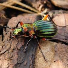 Attēlu rezultāti vaicājumam “Carabus arcensis”