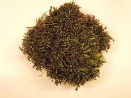 Attēlu rezultāti vaicājumam “Barbilophozia kunzeana”