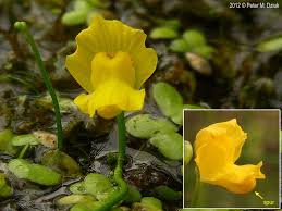 Attēlu rezultāti vaicājumam “Utricularia x neglecta bud”