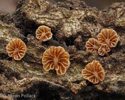 Attēlu rezultāti vaicājumam “Diderma tigrinum macro”