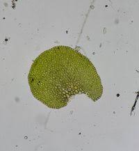 Attēlu rezultāti vaicājumam “Frullania dilatata”