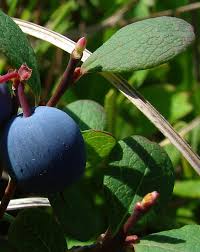 Attēlu rezultāti vaicājumam “Vaccinium uliginosum bud”