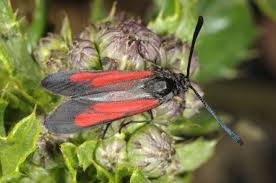 Attēlu rezultāti vaicājumam “Zygaena minos”